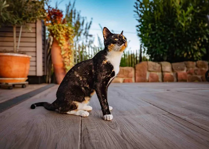 Buehrer Semesterbostad *